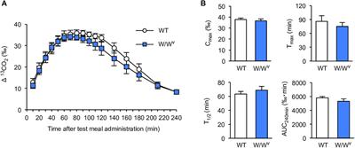 A Close Relationship Between Networks of Interstitial Cells of Cajal and Gastrointestinal Transit In Vivo